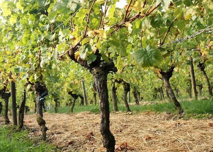 Lägenhet Weinhof Grosch Sugenheim